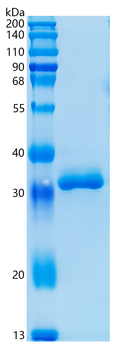 GX00210 Human IGFBP2