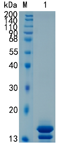 GX00214 Human Elafin