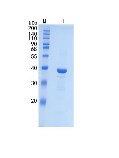 GX00217 Human Pepsinogen IIPGC