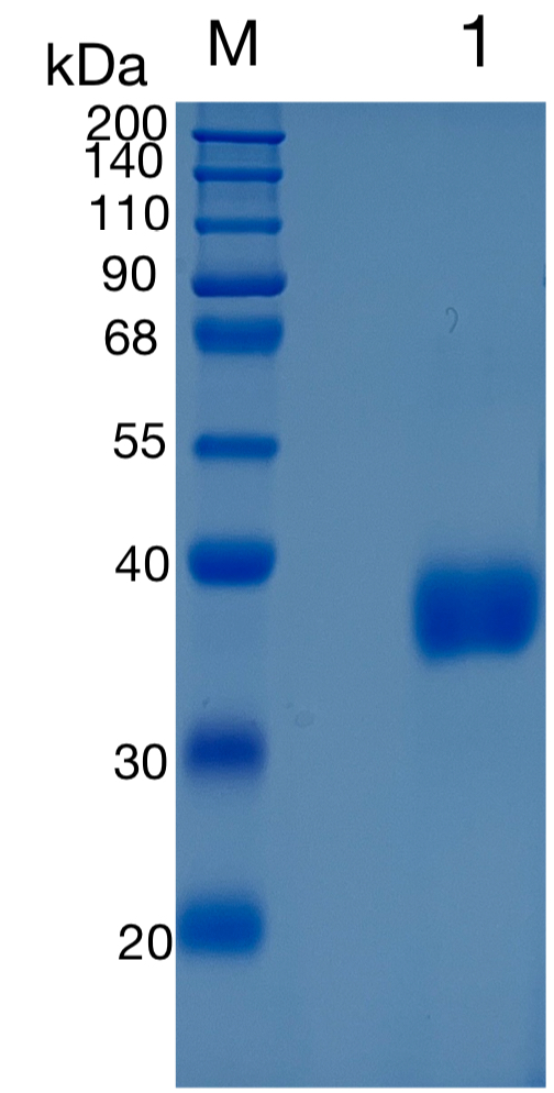 GX00219 Human Azurocidin