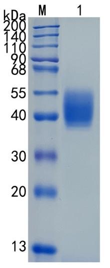 GX00221 Mouse Tissue Factor