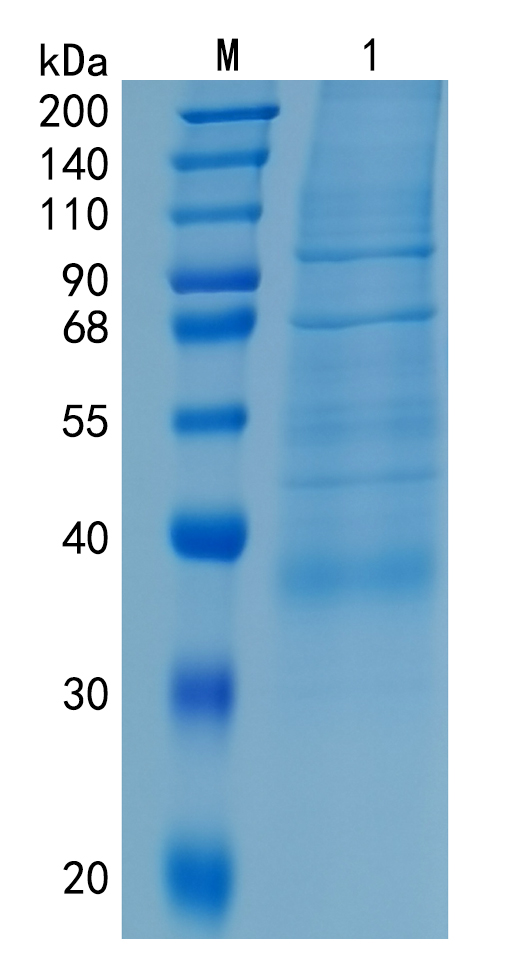 GX00222 Human Granzyme H