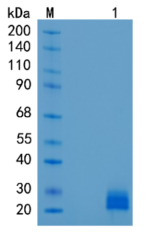 GX00224 Human Ephrin A1
