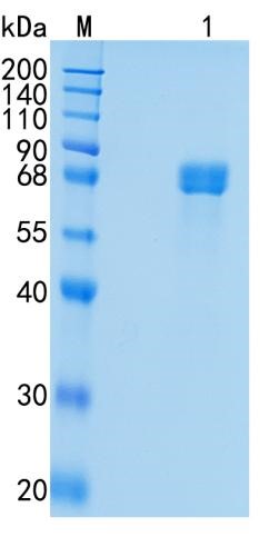 GX00237 Human Acetylcholinesterase