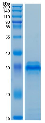 GX00240 Human IGFBP4