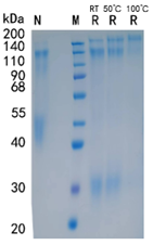 GX00242 Human Cerebellin-1