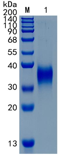 GX00246 Human IGFBP-5