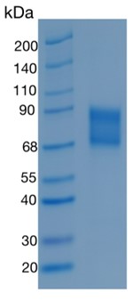 GX00248 Mouse TNFRSF1B