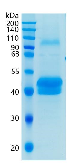 GX00252 Human Pentraxin 3