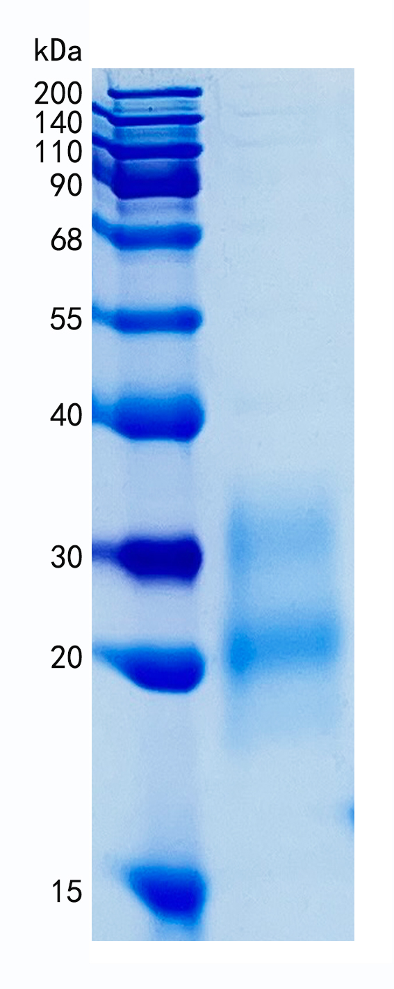 GX00253 Human GM-CSF