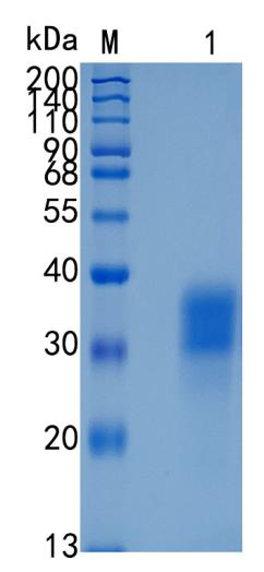 GX00257 Mouse Activin RIIA