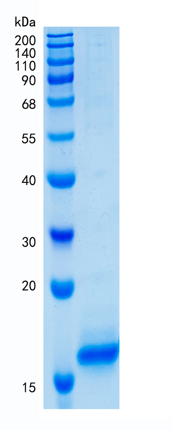 GX00263 Human Cystatin-D