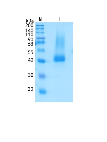 GX00264 Mouse Biglycan