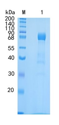 GX00269 Human Eph receptor A3