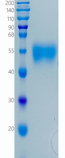GX00278 Human IL-2RG