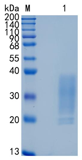 GX00284 Human CD30-L