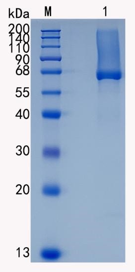GX00287 Human Glypican 1