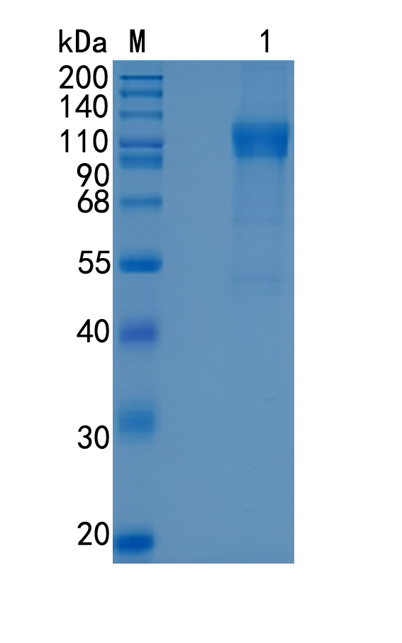 GX00291 Human Flt3&CD135