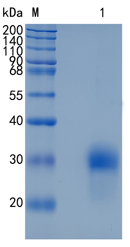 GX00292 Human BMPR1A
