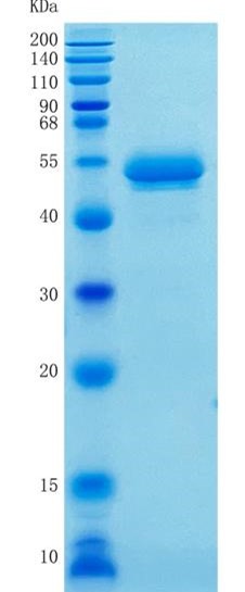 GX00295 Human Serpin F1