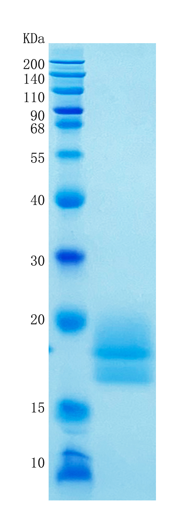 GX00298 Human CEACAM3
