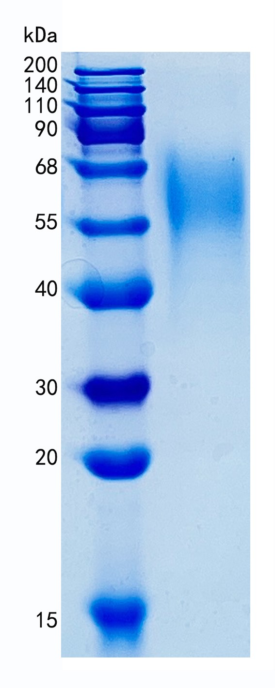 GX00299 Human CEACAM6