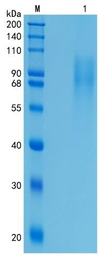 GX00303 Mouse Thrombopoietin