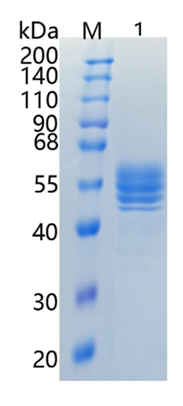 GX00319 Mouse IL-12B