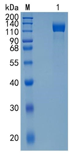 GX00329 Mouse Leptin R