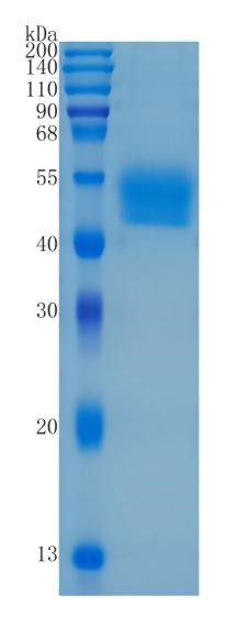 GX00337 Human Lumican