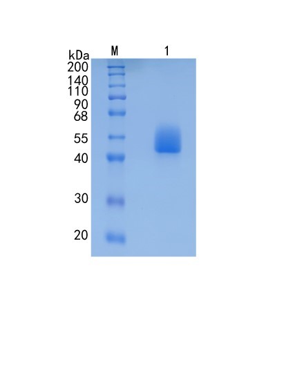 GX00338 Mouse Lumican