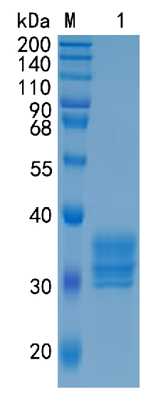 GX00342 Human Stanniocalcin 1