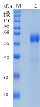 GX00348 Human GFR alpha 1