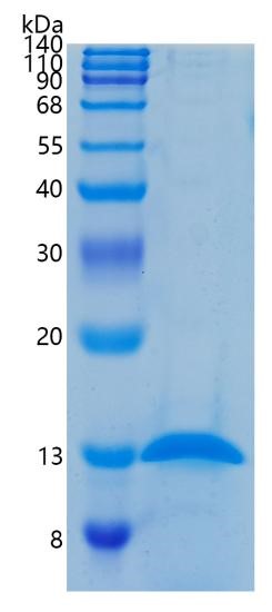 GX00351 Human beta 2 Microglobulin