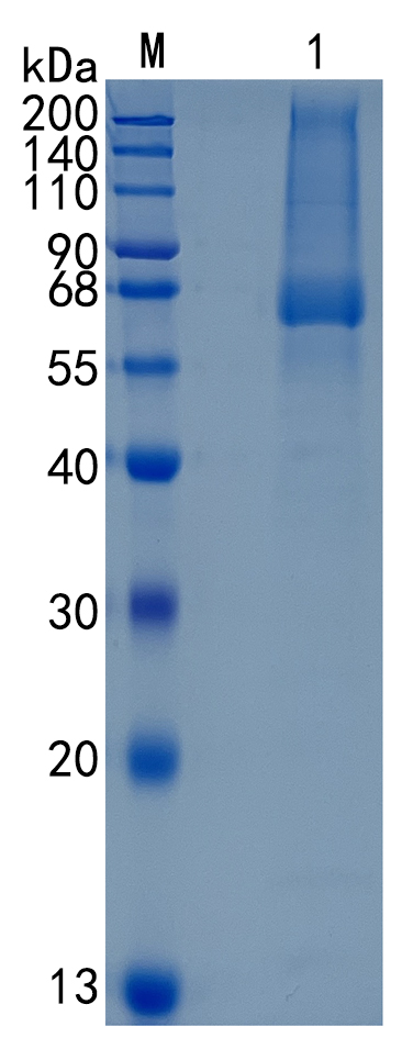 GX00356 Human Glypican 5