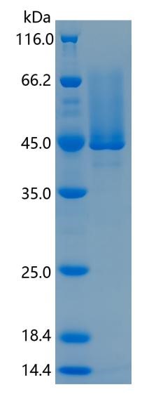 GX00358 Human CX3CL1