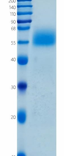 GX00359 Human IL13RA1