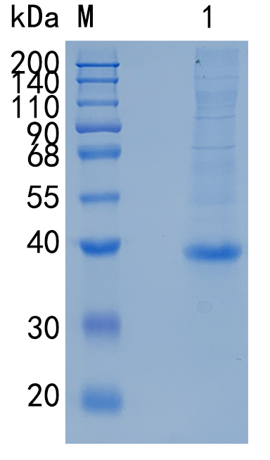 GX00363 Mouse sFRP-3