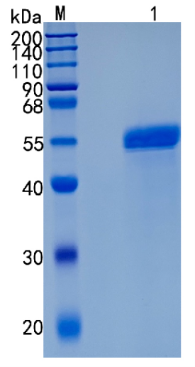 GX00366 Mouse Cathepsin C