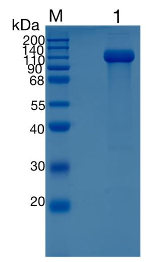 GX00370 Mouse E-Selectin