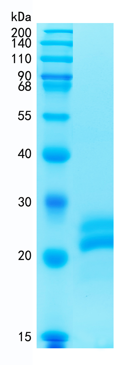GX00371 Mouse VEGF 164