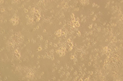 GX00373 Human CD83 At