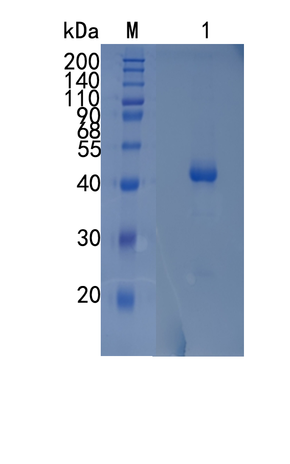 GX00382Huma Activin R IA