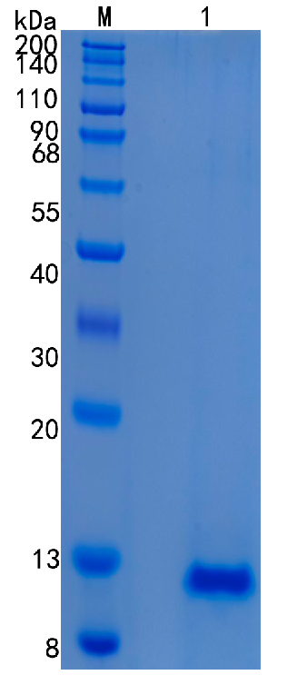 GX00386 Human Trefoil Factor 3