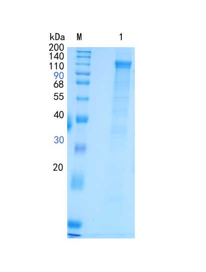 GX00388 Human LRP-1 Cluster IV