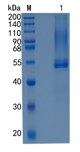 GX00393 Human Testican 1