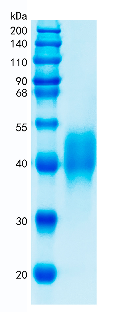 GX00394 Human CD300C