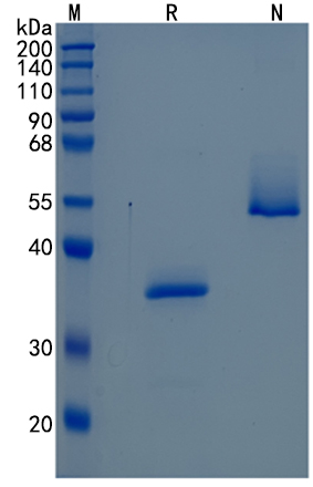 GX00404 Human SEMA3B