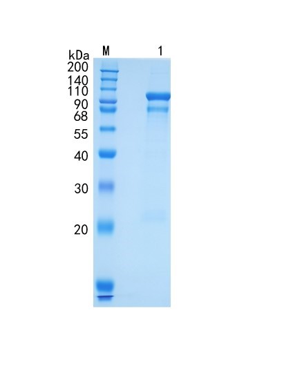 GX00408 Human Semaphorin 3F