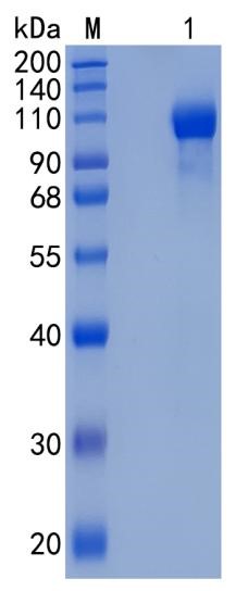 GX00414 Human SEMA5A